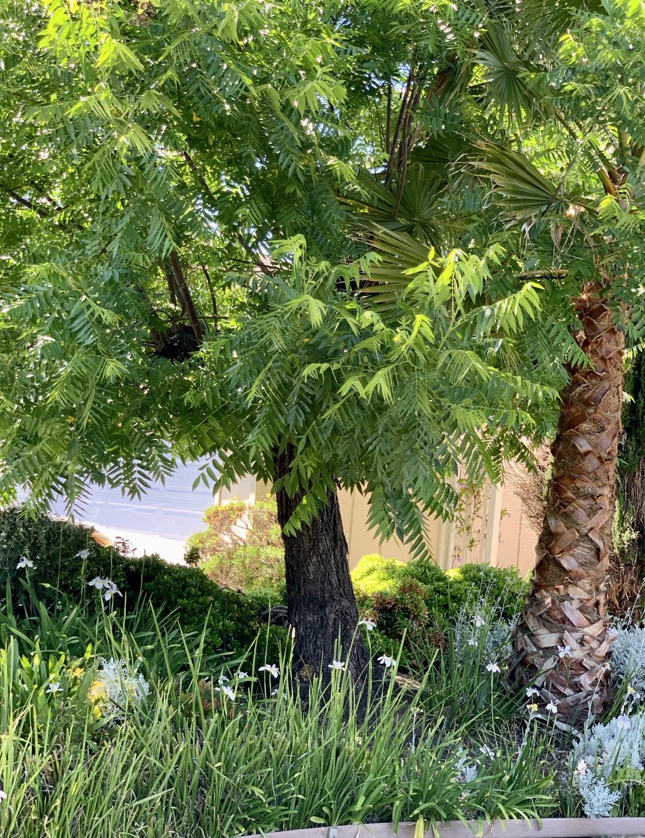 LailaKhanB's tweet photo. “Love is like a tree, it grows of its own accord, it puts down deep roots into our whole being.” ~ Victor Hugo
.
#victorhugo #trees 🌳🌲 #novemberevening https://t.co/txHRWaLLfA