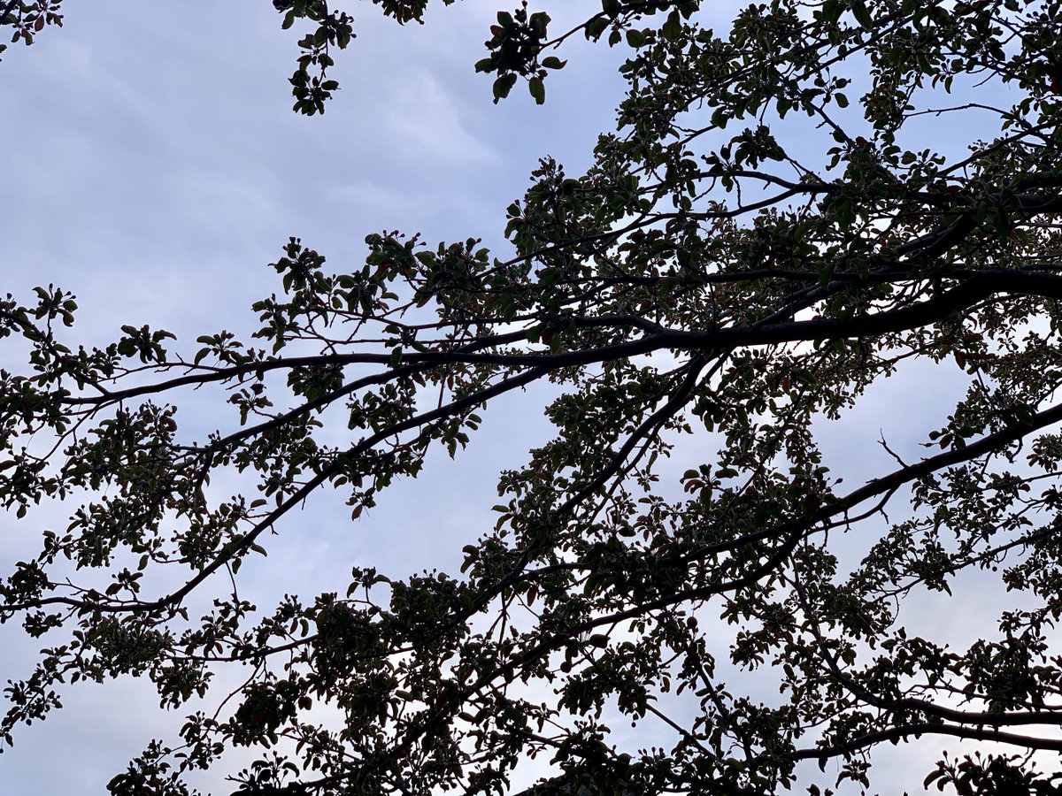 LailaKhanB's tweet photo. “Love is like a tree, it grows of its own accord, it puts down deep roots into our whole being.” ~ Victor Hugo
.
#victorhugo #trees 🌳🌲 #novemberevening https://t.co/txHRWaLLfA