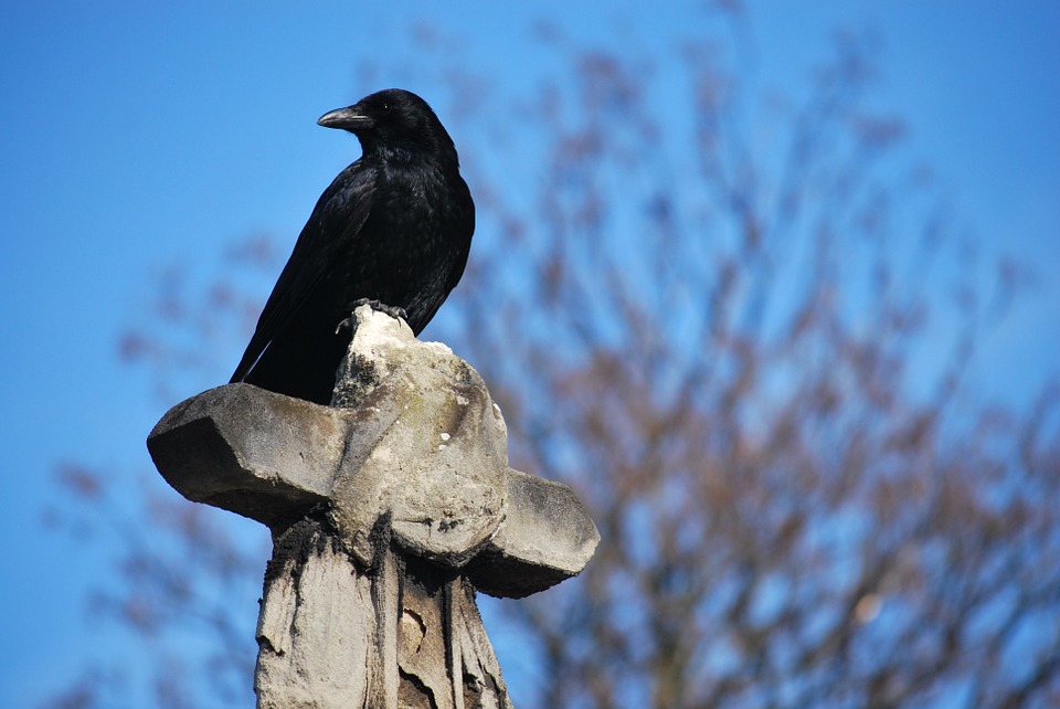 _Crow_Pics_'s tweet photo. If you don't like #corvids get the heck off this twitter. https://t.co/pUDcaikxAZ