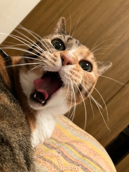 斉藤コーキ🎃Kouki SaitouKouglof0513のイラスト