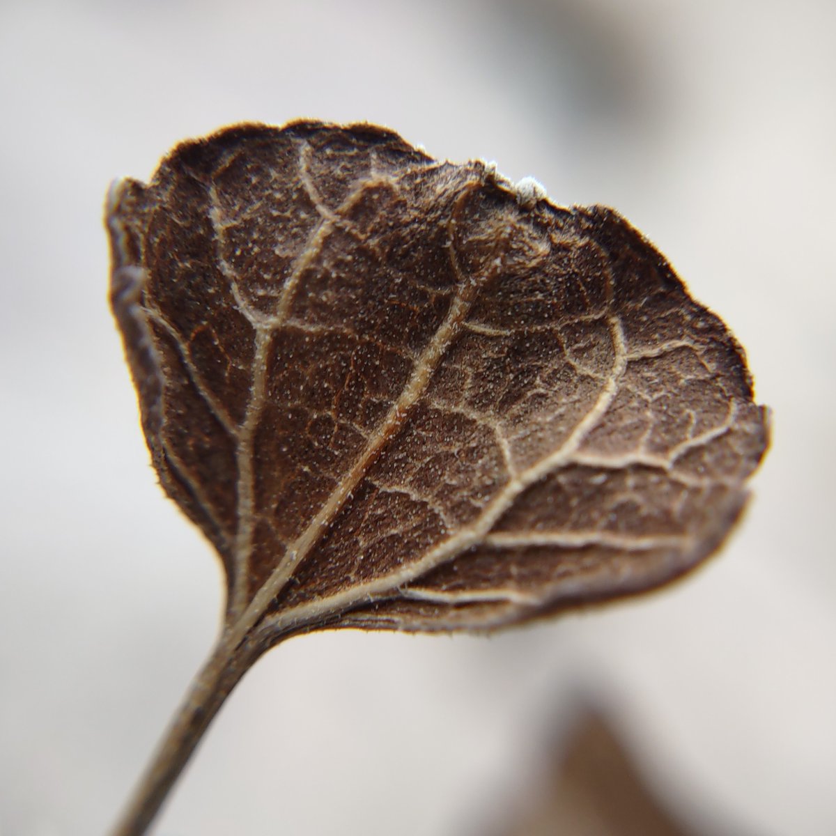 Enjoying nature this #FloraPhotoSaturday.

#TCCphotography #macrophotography