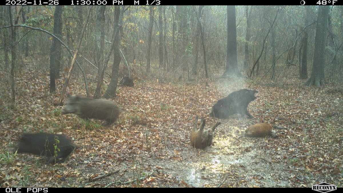 frontierworld_'s tweet image. The moment you shoot through a piglet and take down the boar! 2 for 1 today! #300wsm #oklahoma #wildhog #williamsworld #turfed #reconyx