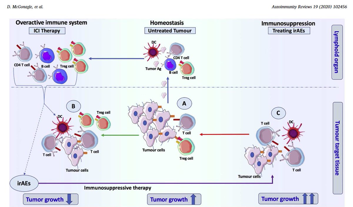 David Liew (@drdavidliew) on Twitter photo <a href="/LCalabreseDO/">Leonard Calabrese</a> Thanks for sharing!
For the general audience:
since everyone's first question re: PD-1 agonism is about cancer risk, it's a good time to say... it's complicated.
(Also, amongst many things written, this nice review from Dennis McGonagle sciencedirect.com/science/articl…, featuring this) <a href="/LCalabreseDO/">Leonard Calabrese</a> Thanks for sharing!
For the general audience:
since everyone's first question re: PD-1 agonism is about cancer risk, it's a good time to say... it's complicated.
(Also, amongst many things written, this nice review from Dennis McGonagle sciencedirect.com/science/articl…, featuring this)