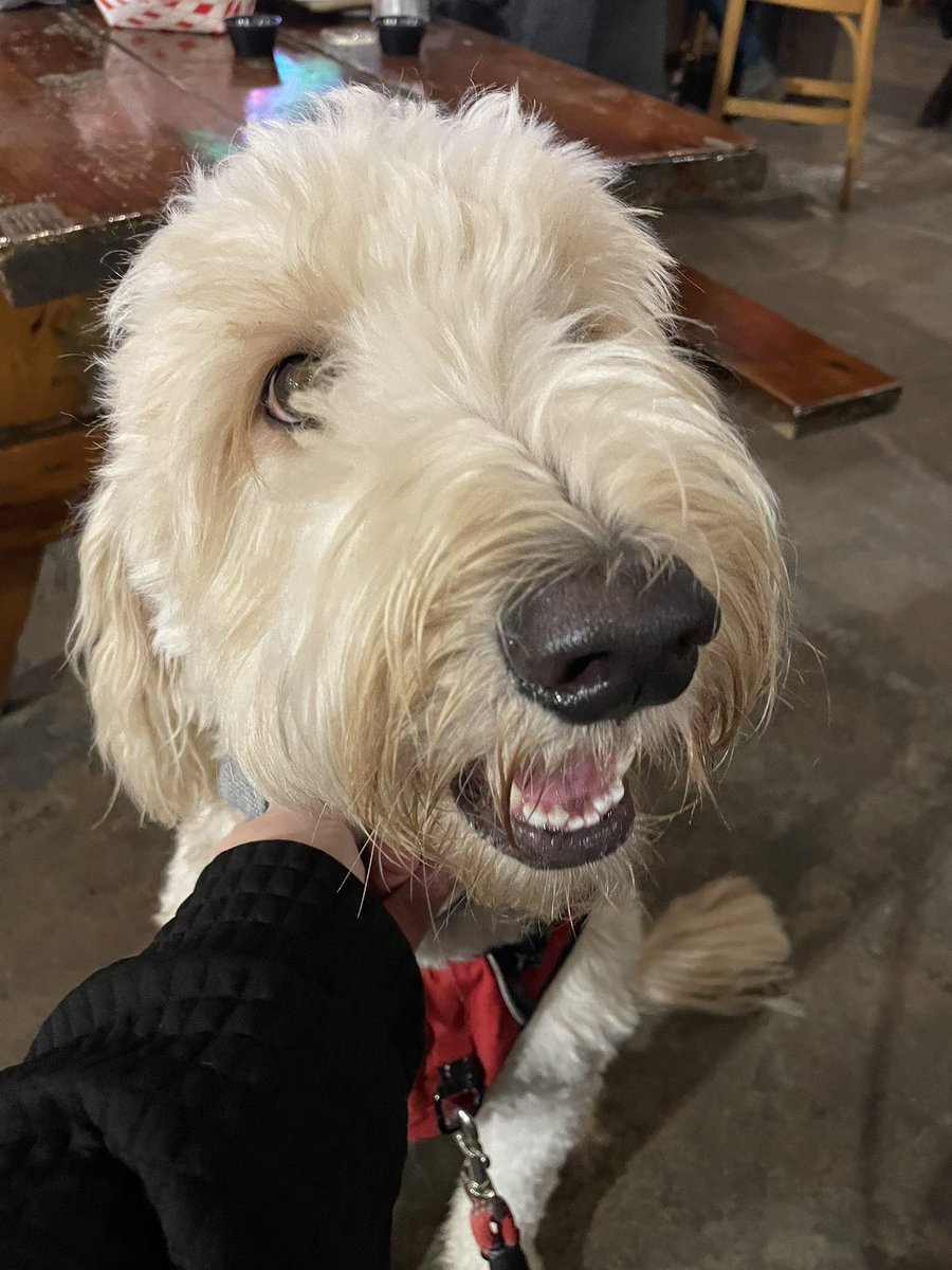 kdw16's tweet photo. #WMSGratitude day 25 and 26.  Something soft is Lincoln’s head 🐶 and something loud is live music which I love. Music 🎶 #FISDMadetoshine @Dakanz https://t.co/eq7o7A3XnK