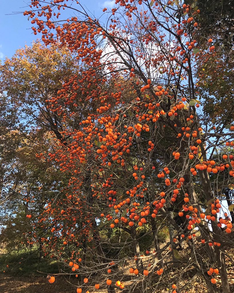 (^◇^;)これだけたわわに実ると圧巻ですね。
代表　森田洋