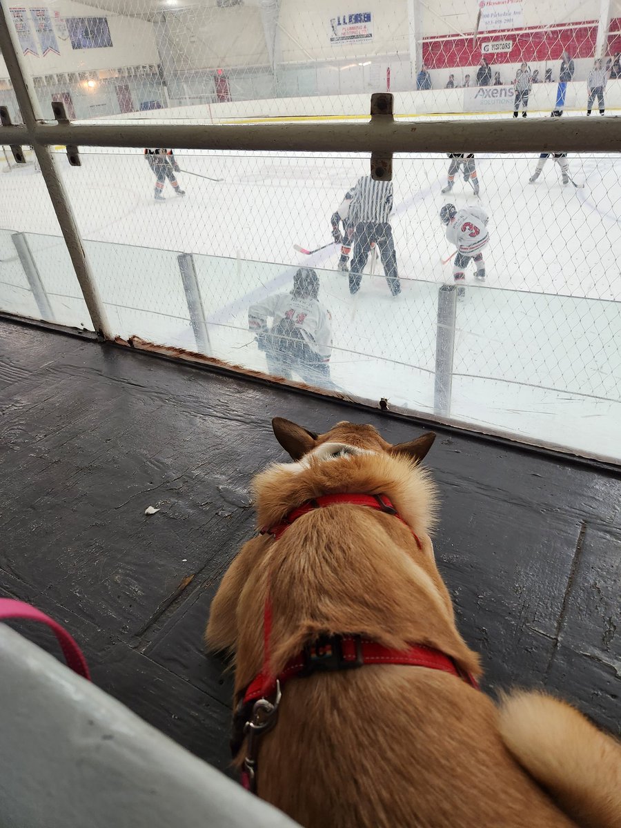 🐑 (@nesfarm) on Twitter photo 