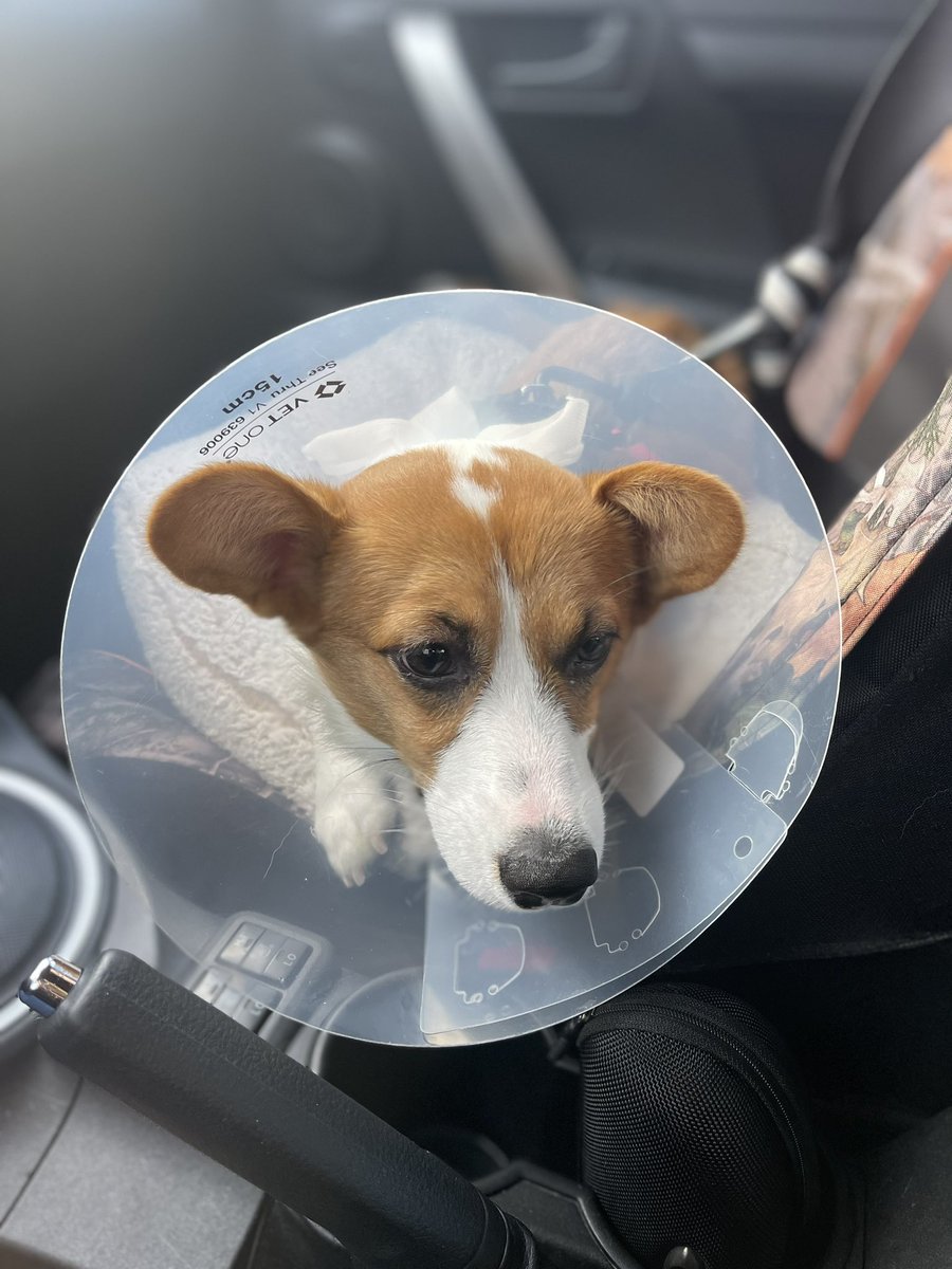 rinthecorgi's tweet photo. Spayed 

#puppy #pembroke #cardigan #corgicrew #corgi #teamcorgi #photogenic #aloha #baby #cute #cutie #sincity #lasvegas #vegas #saturday #princess #angel https://t.co/jTT6S93Xbp