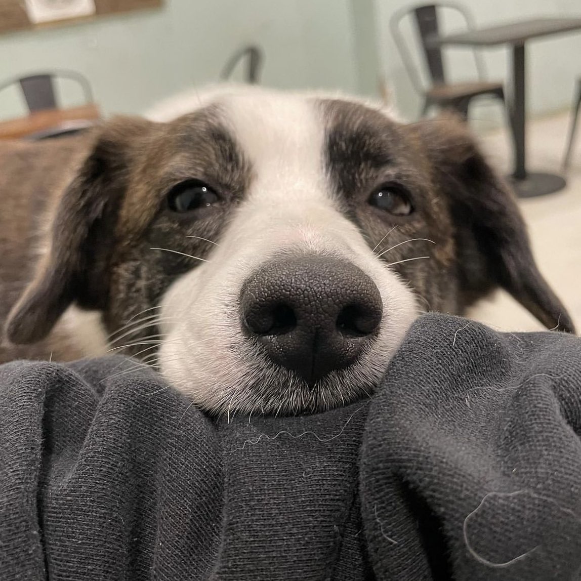 예쁜 뚠이를 기억해주세요! 뚠이는 제가 봤던 강아지 중 가장 착하고 매너좋은 강아지였습니다.

야생동물카페 탄원서 : docs.google.com/forms/d/1zDk73…

멋쟁멈무 뚠이 instagram.com/p/ClcoYcOPUyL/…