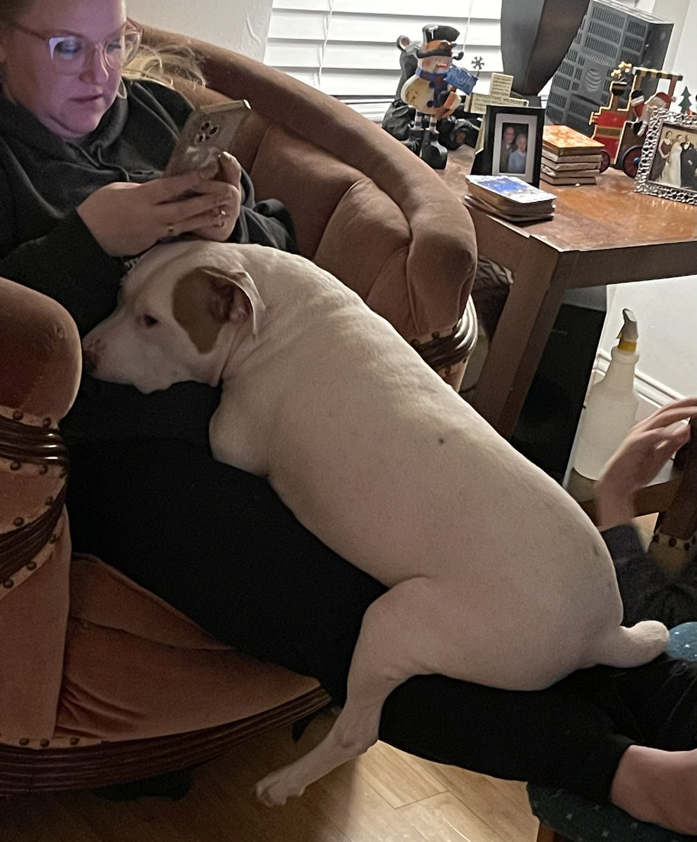 adarbe3's tweet photo. After thanksgiving and decorating for Christmas, i is exhausted! Thanks to mom for get to plop down on her. #Pitbull #buster #holidayseason #tired https://t.co/7SZ4jLUuAn