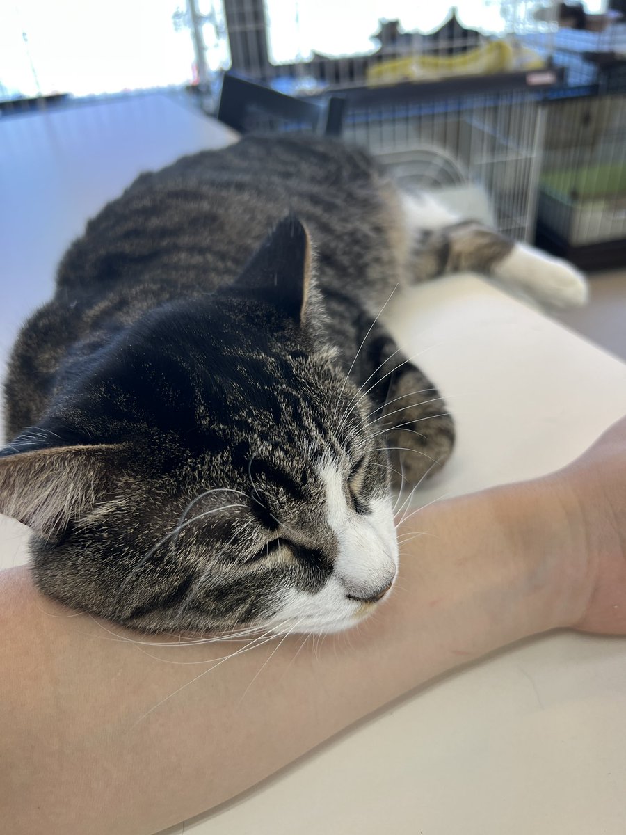 cat_cafe28's tweet photo. 動けないので今日は営業できそうにありません、、 https://t.co/wqShAPOzSs