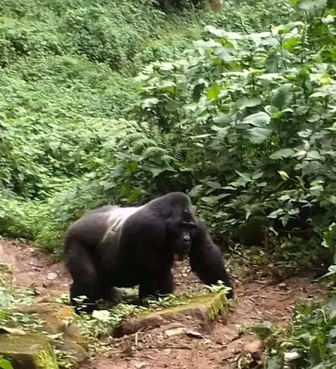 ChildgoFoundat1's tweet photo. We are the #Voice for the #voiceless to create #harmony between humans and wildlife for a better tomorrow.
#gorillaconservation  https://t.co/nBmB82xJrF https://t.co/sjfGYAY5oa