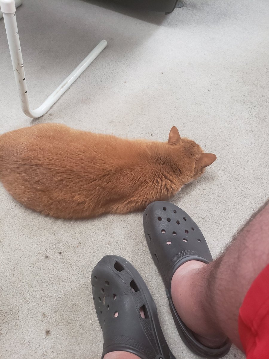 MidniteTraveler's tweet photo. The way he lays at my feet, he knows that I will protect him #LoveMyBuddy #cats #catlover https://t.co/8kMtqkOaGH
