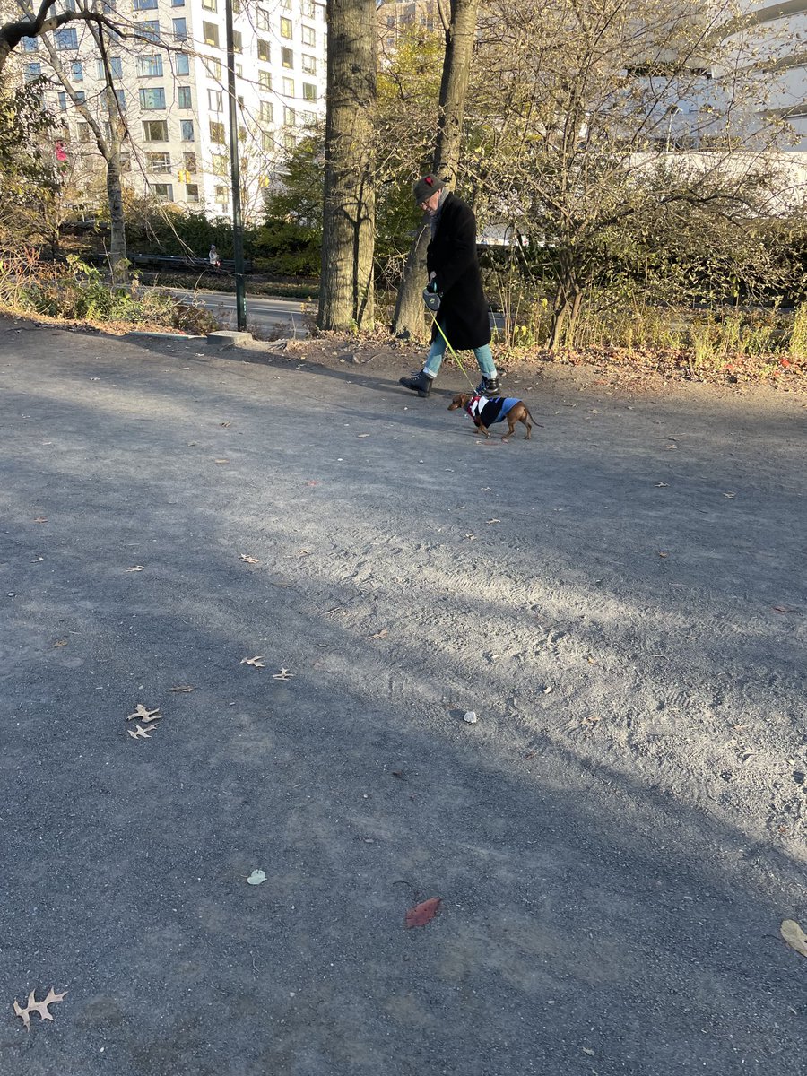 NYCweeniepics's tweet photo. had to run to catch this speed demon. a cultured ween walkin by the guggenheim. absolute king https://t.co/GMlqcuCRHM