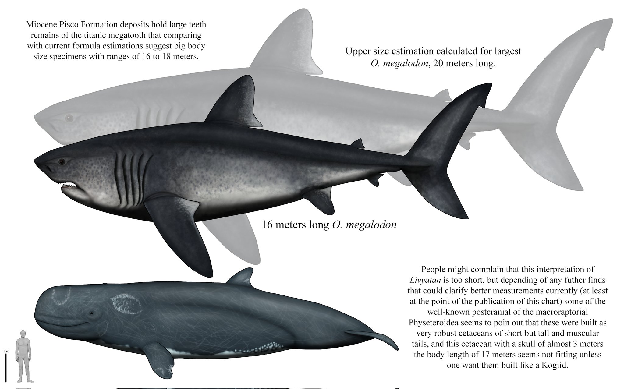 Megalodon Vs Titanic