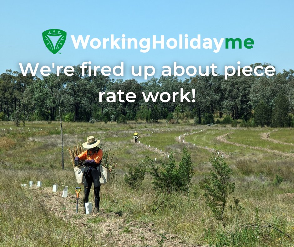 WorkinHolidayme's tweet image. Piece rate work has huge benefits. 

We want to teach people how to make the most of their Working Holiday jobs. 

Training programs and work guides that will help you make heaps of money. 

Sign up at WorkingHoliday.me 

#workingholiday
#workingholidaymaker
#treeplanting