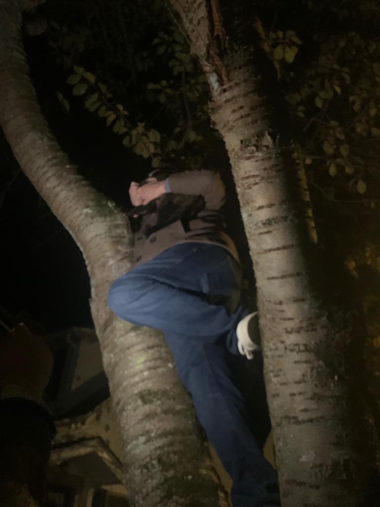 ryanpatrickh's tweet photo. So we saved a cat from a tree on our way back to our airbnb tonight. How was your Thanksgiving weekend? https://t.co/Ew9ge2n3NN