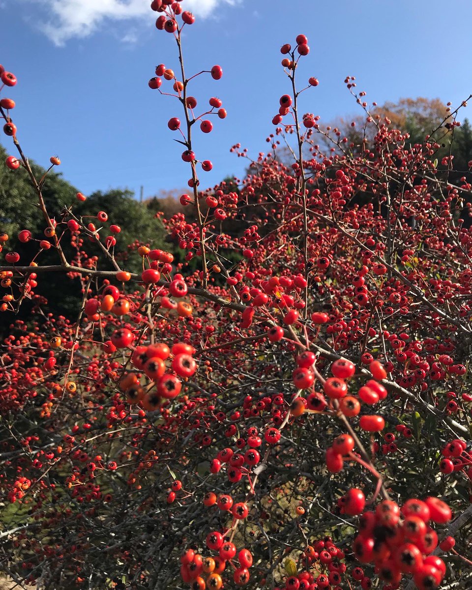 まだ向日葵🌻咲きますね( ´∀｀)
代表　森田洋