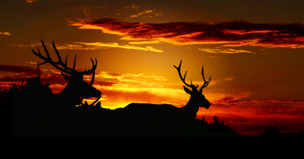 mike breau (@breau_mike) on Twitter photo New artwork for sale! - "Elk Sunset" - fineartamerica.com/featured/elk-s… <a href="/fineartamerica/">Fine Art America</a> New artwork for sale! - "Elk Sunset" - fineartamerica.com/featured/elk-s… <a href="/fineartamerica/">Fine Art America</a>