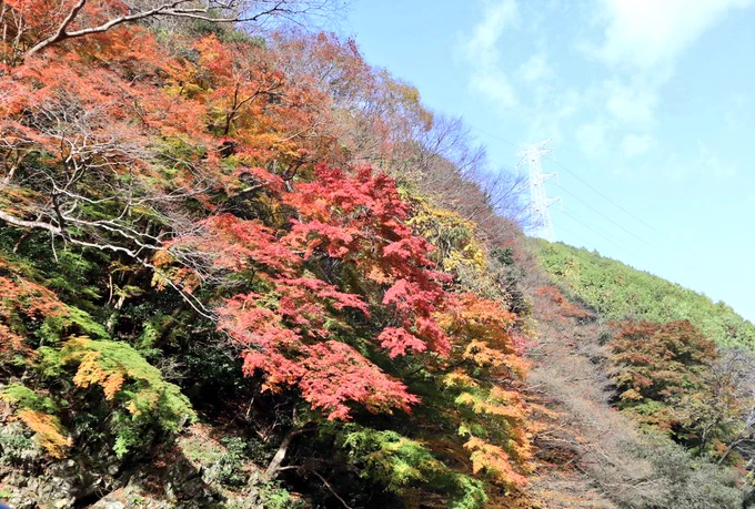 写真下手っぴじゃけど、紅葉。 