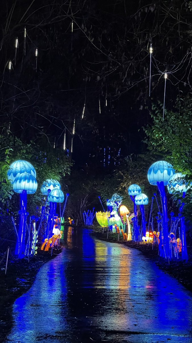 YarimCorreaPR's tweet photo. The rain don’t bother me anyway! #Zoolumination at @NashvilleZoo https://t.co/etgBCRFgor