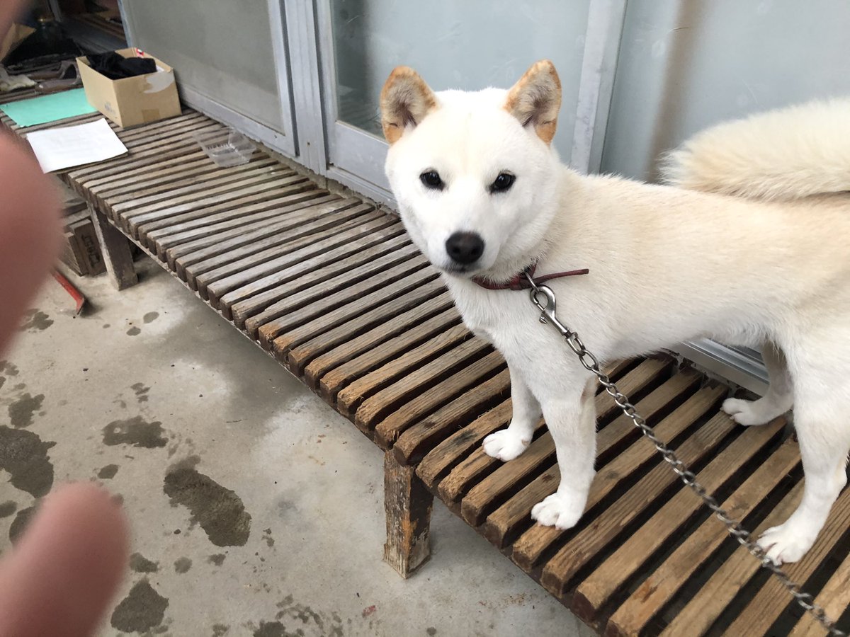 WZPm2rr3pJS2vh6's tweet photo. 下の写真の犬が脱走していましました。見かけたら連絡お願いします。 https://t.co/nP7FZTEuWn