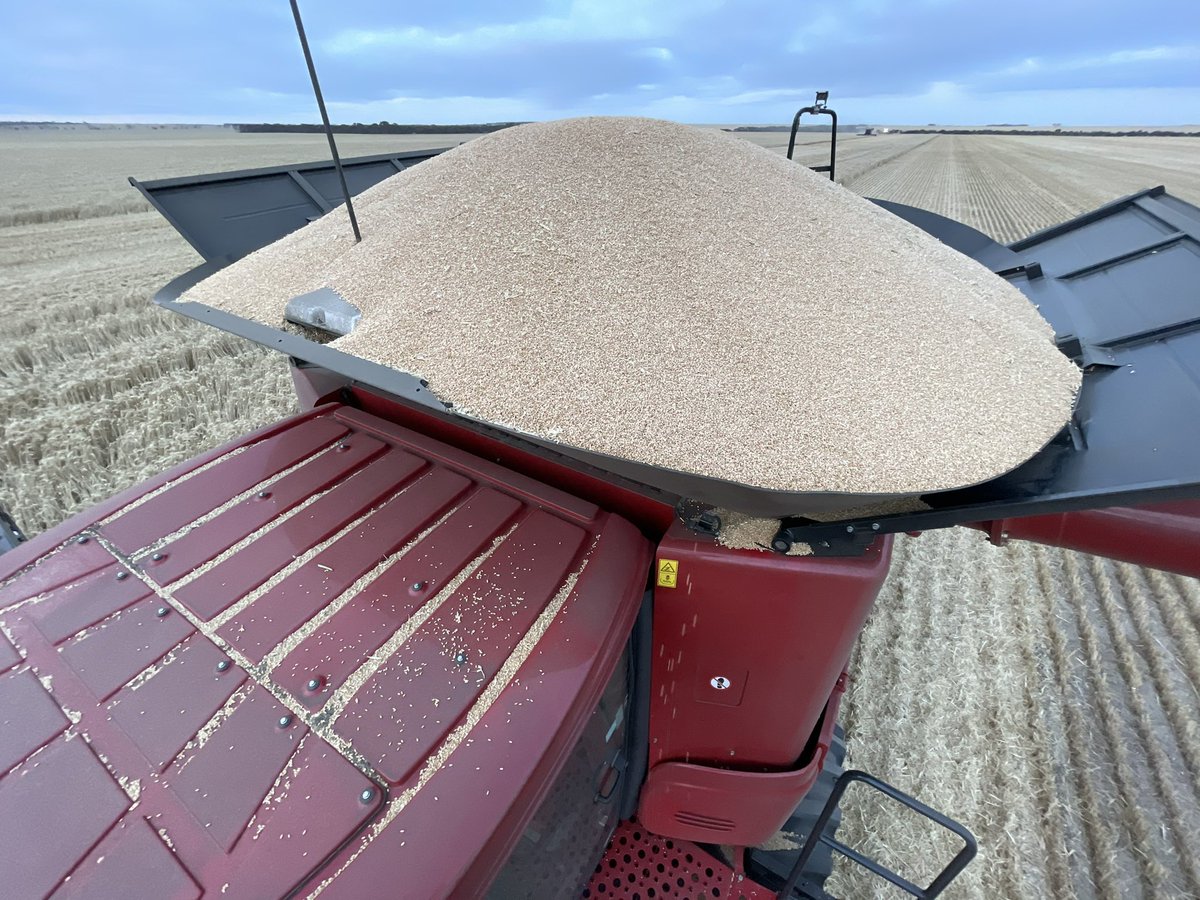 De oogst in West Australië is in volle gang! 🌾🇦🇺 #koolzaad #gerst #linzen #tarwe