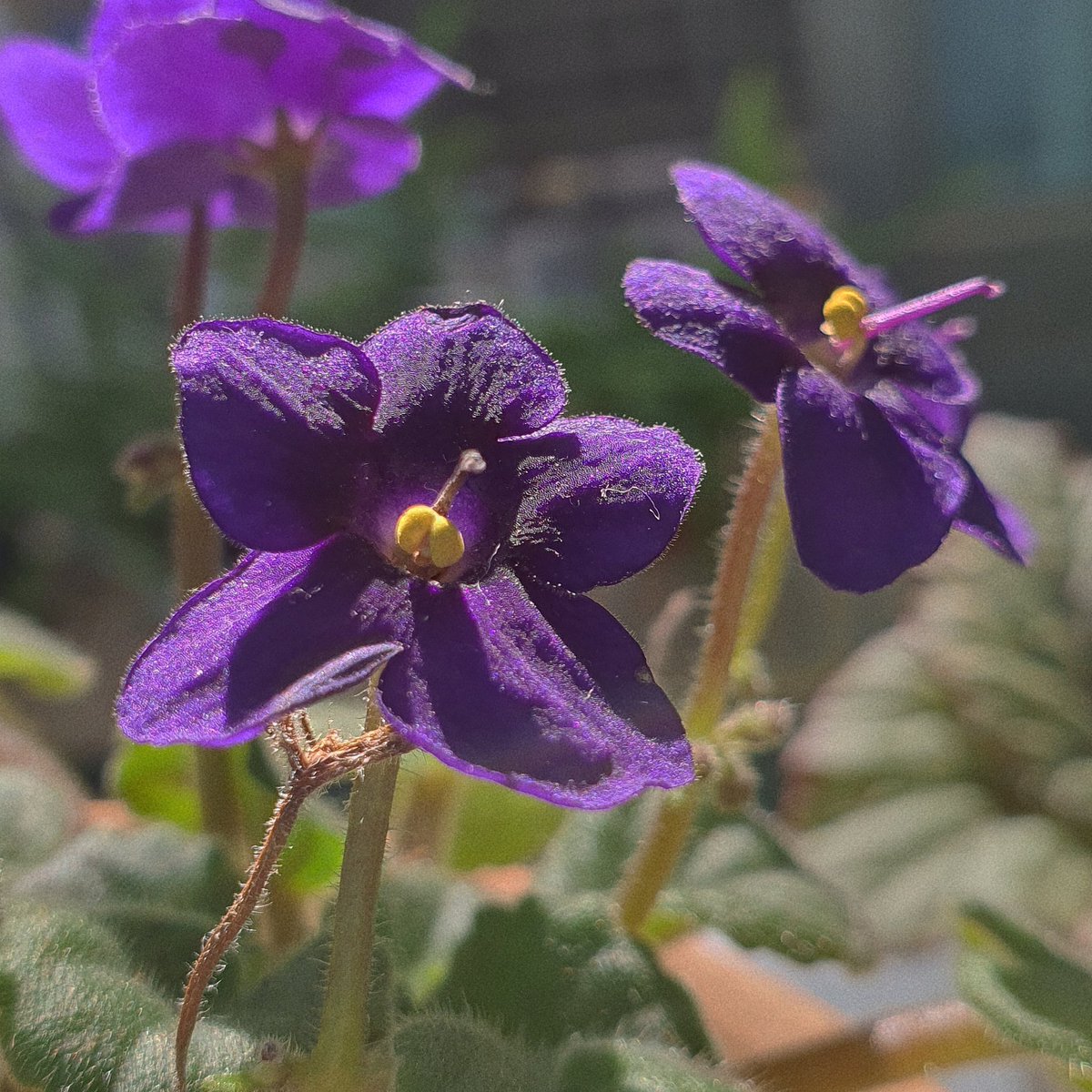 내눈에 예쁜 식물은 다 좋아하는 약 280일차 가드너입니당!
편하게 식물수다할 친구 구해요🥰
#식물계_트친소 #식집사_트친소 #식친소 #풀친소