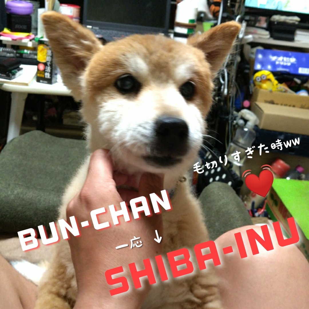 Tocchimen_oasis's tweet photo. .
#ぶんちゃん登場 😇
懐かしの一枚 🐾U^ェ^U
ぶんちゃん!?…
ちょと短く刈りすぎたね(^_^;)💕
#柴犬家族
#しばいぬのきもち
#柴犬大好き
#いぬのきもち
#なすがままされるがまま
#いやしわんこ
#散歩
#相互フォロー
#いいね返し
#愛らしい
#shibainu
#bunchan https://t.co/R6T83G8ctv