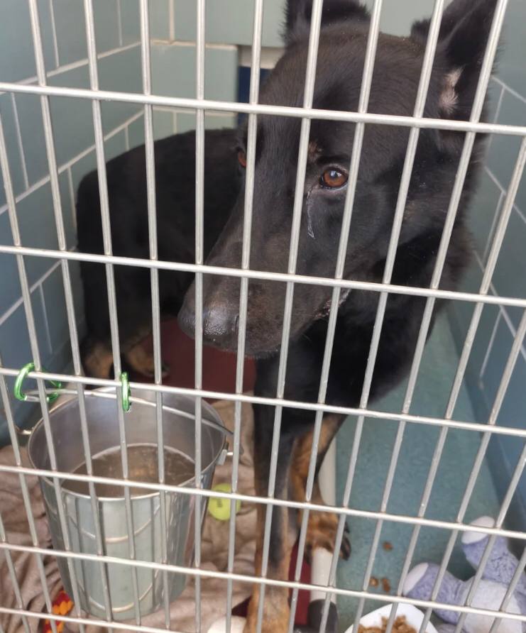 Out of kindness, I decided to donate to the kennel today. There will be enough for cute dogs to eat in this place. If you have enough time, you can donate here.😊❤️