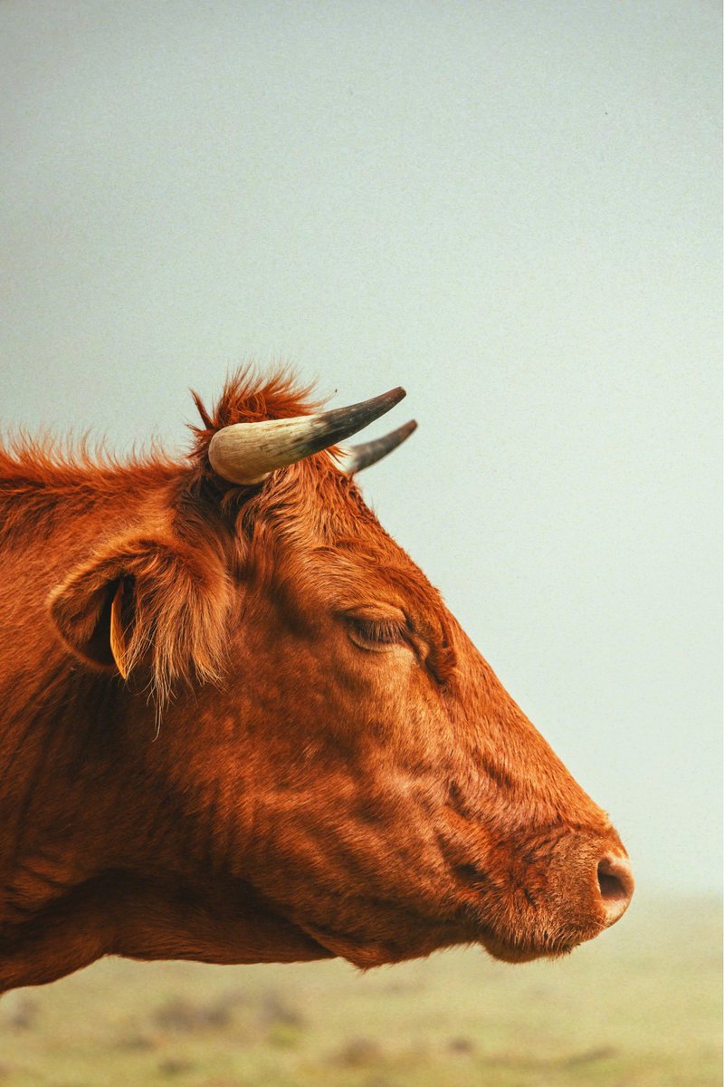 IsaacsonHans's tweet photo. Cow Portrait 🐮 https://t.co/vzRx0X4abN
