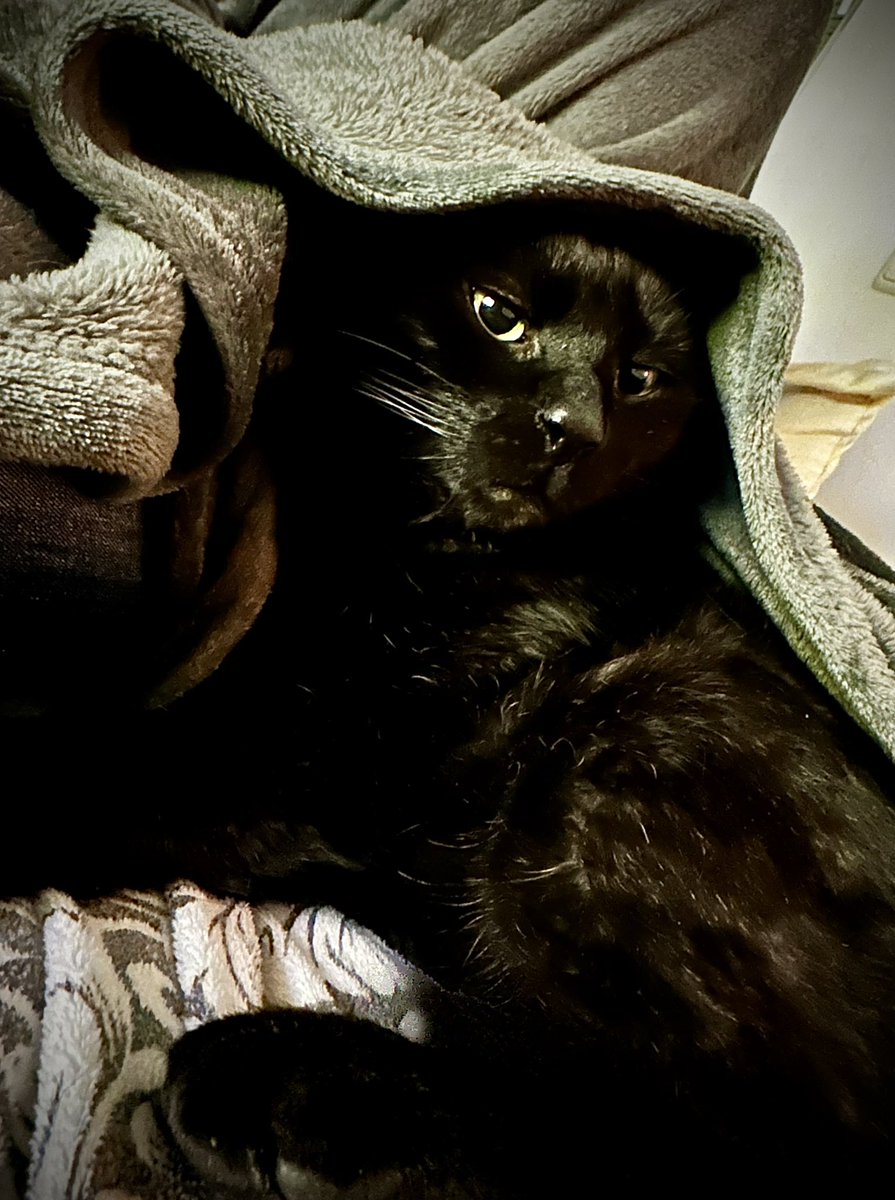 KaterDevil tweet picture