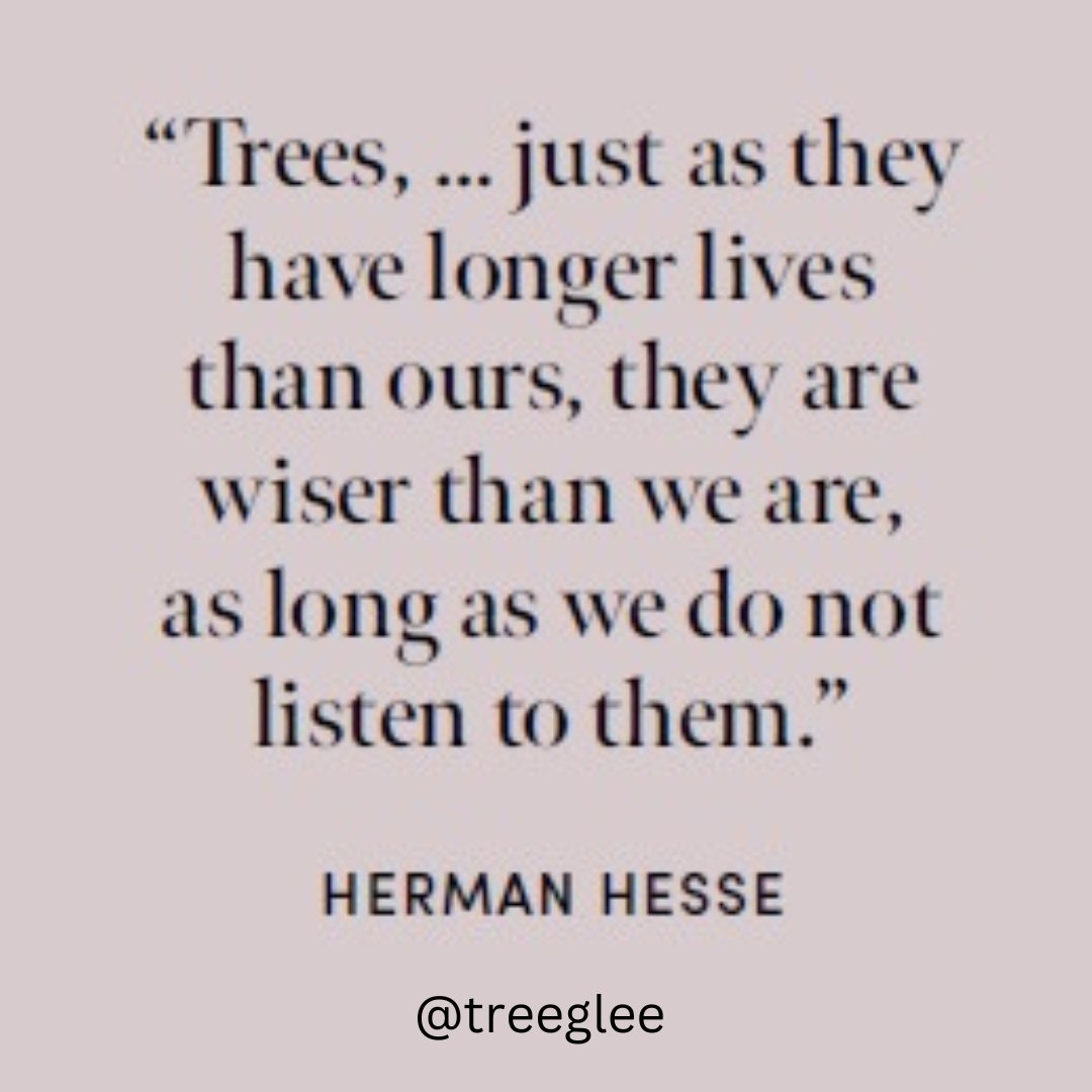 Treeglee's tweet image. Kicking off #NationalTreeWeek, each day this week I&apos;ll share something from my book &quot;TREE GLEE - How and why trees make us feel better.&quot; Starting with this quote from Herman Hesse. Find out more about the #mentalhealth and #physicalhealth benefits at treeglee.co.uk