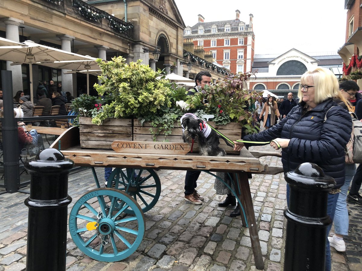 norm136's tweet image. Took Peppa to London yesterday. #london #visitlondon #schnauzer #city