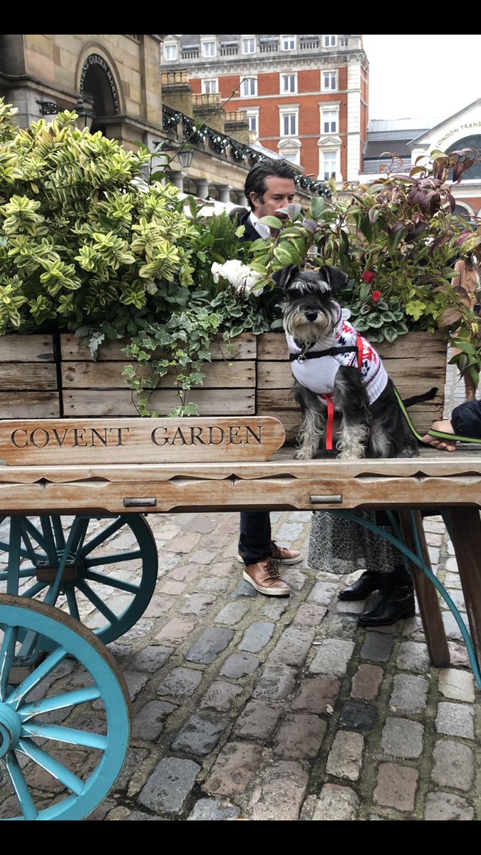 norm136's tweet image. Took Peppa to London yesterday. #london #visitlondon #schnauzer #city