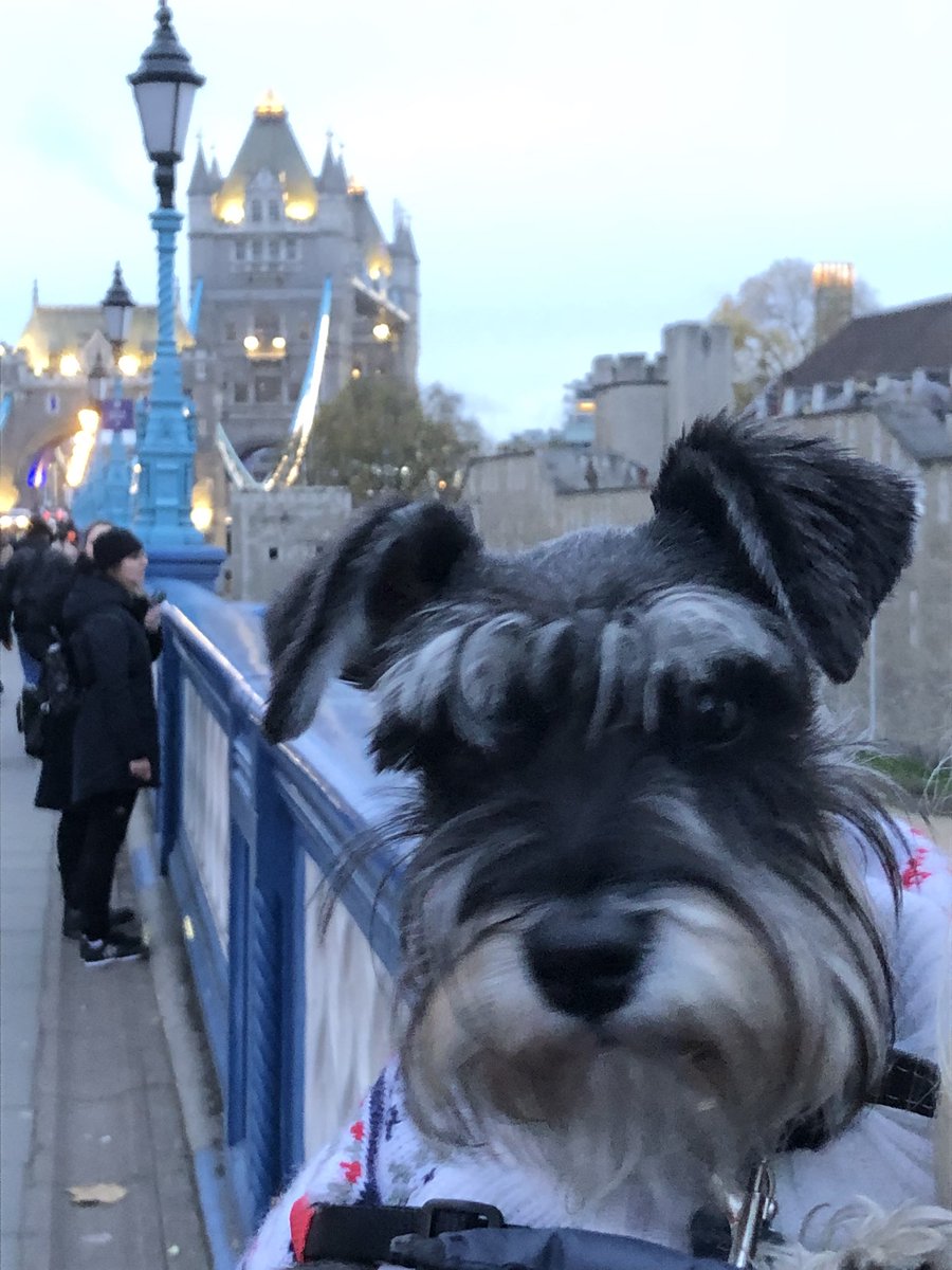 norm136's tweet image. Took Peppa to London yesterday. #london #visitlondon #schnauzer #city