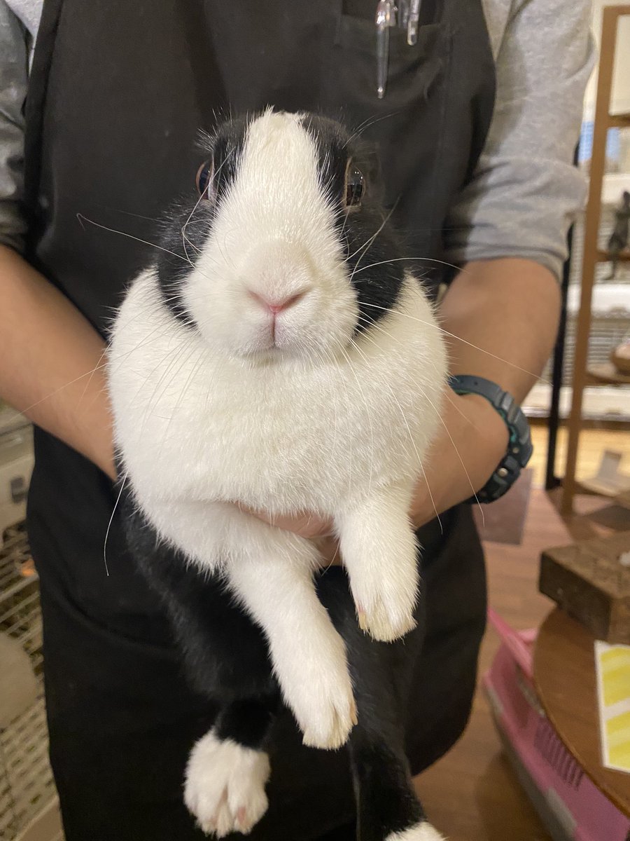 88101118's tweet photo. 念願のウサギcafe🐰☕️
#モンラパン
#うさぎカフェ https://t.co/xOe4xuyw3F