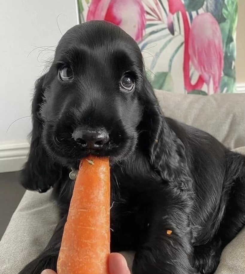 Texted my boyfriend “I’m at the comedy store” and he texted me “I’m feeding a carrot to this puppy because her tummy is upset.” Comedians do not deserve partners.