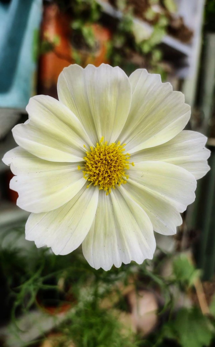 X is for Xanthos, a Cosmos I grew for the first time last year 💛 #AlphabettyBlooms #GardeningTwitter
