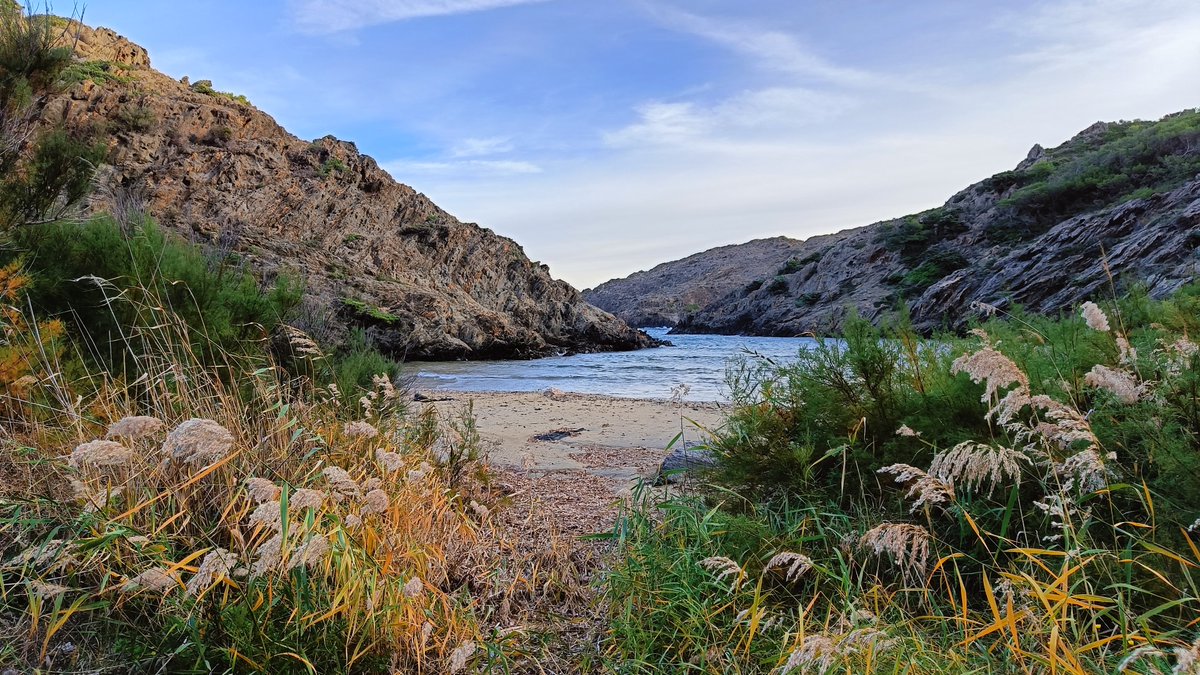 Els penya-segats abruptes del Cap de Creus són testimoni de l'arribada massiva de gavots debilitats. El motiu de la seva irrupció a les costes mediterrànies, sense precedents recents, és incert, tot i que probablement té lligam amb els forts temporals produïts a l'Atlàntic.