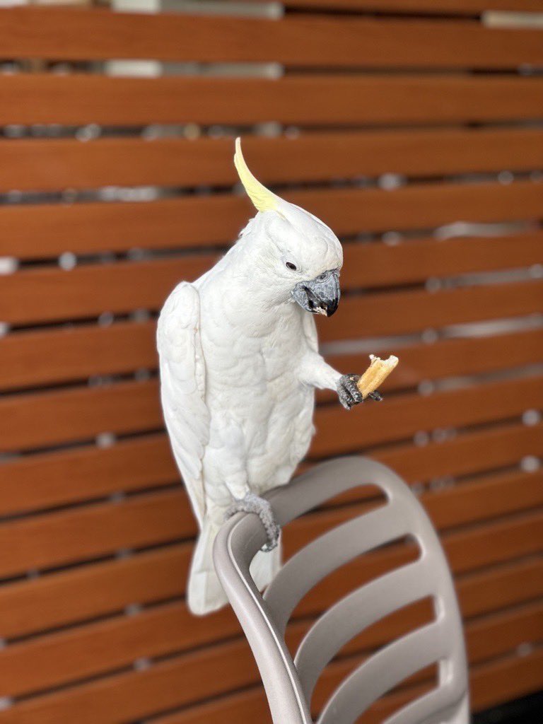 I’m up at Hamilton Island this week with leaders from across Shine for our inaugural legal symposium. Some great speakers lined up from across the world to inspire our team, although I’m a fan of some of the locals too!