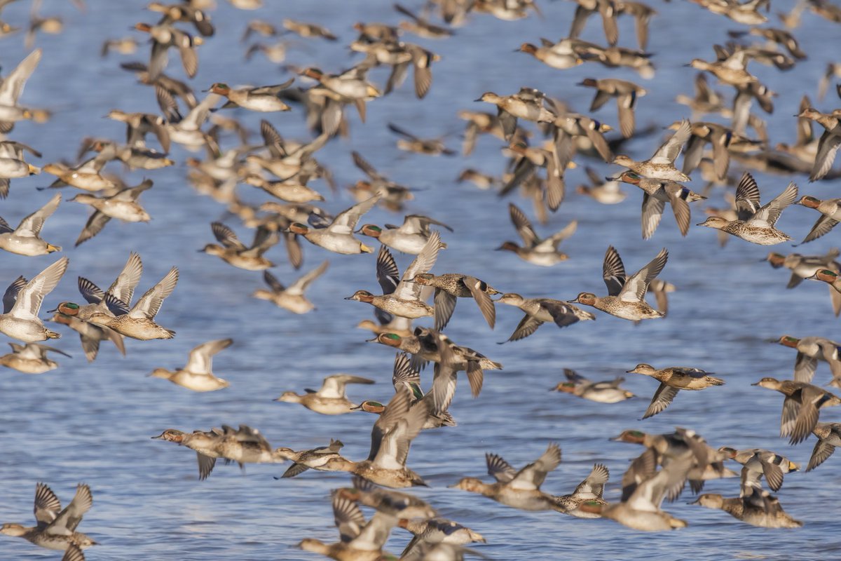 Reactie van de Wintertalingen op het jagen van de Zeearenden in de Oostvaardersplassen..een muur van eenden geweldig!
<a href="/vogelnieuws/">Vogelbescherming NL</a> 
<a href="/staatsbosbeheer/">Staatsbosbeheer</a> 
#Oostvaardersplassen
#BirdsSeenIn2022