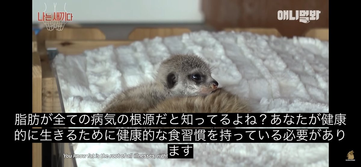 Kritter_sub's tweet image. 脂肪が全ての病気の根源だと知ってるよね?あなたが健康的に生きるために健康的な食習慣を持っている必要があります