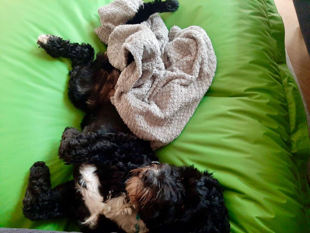 Damien_DEU's tweet photo. 🐶Sonntag ist für #Yoshi eindeutig Ruhetag. Soll der Alte doch alleine an seinen niveaulosen Videos arbeiten - heute wird ausgeschlafen💤😂
Wer doch Lust auf den anspruchsvollen / anspruchslosen #Reddit Content hat, kann gerne bei https://t.co/D3tn42vE2s vorbeischauen📺 #ddeu https://t.co/5ovPwPg9HS