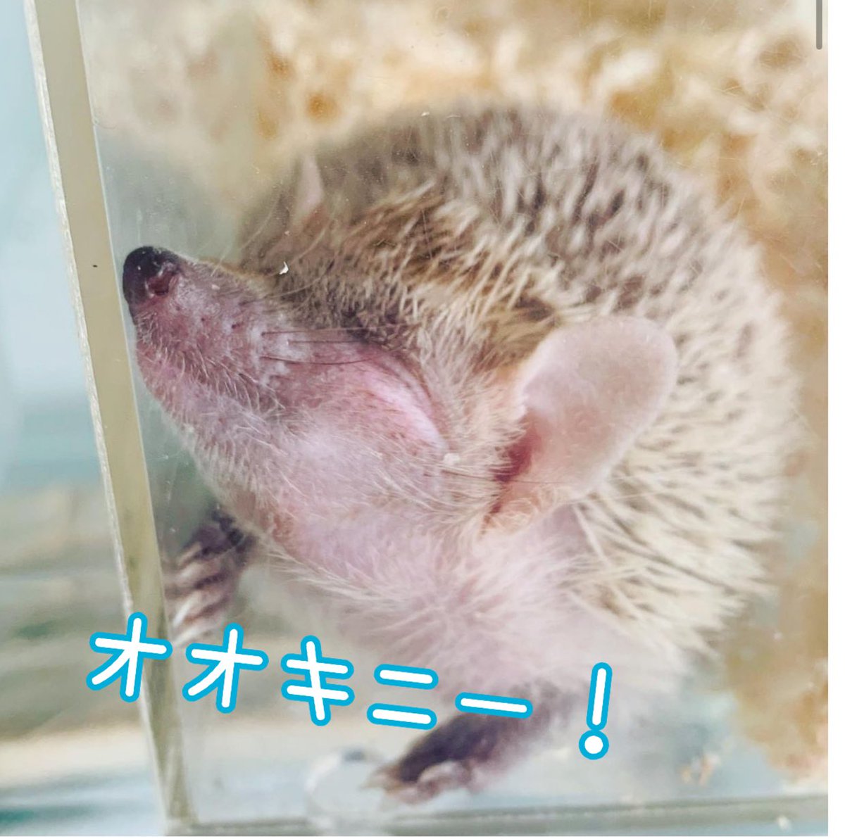 東レプ２日間お疲れ様でした！！
たくさんのご来場ご購入
ありがとうございました🙇‍♀️

品切れ多数申し訳ありません( ˃ ⌑ ˂ഃ )
次の関東までには増量していきます💪

次回はジャングルハンター大阪！
同日LÄMPÖはデグーサロンです
よろしくお願いします🙌