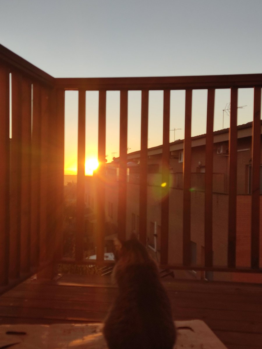 Dietantisistema's tweet photo. Ellos tienen muy claro como comenzar el dia a pesar del frio...#sol #melatonina #Supervivir https://t.co/QRh6husELC