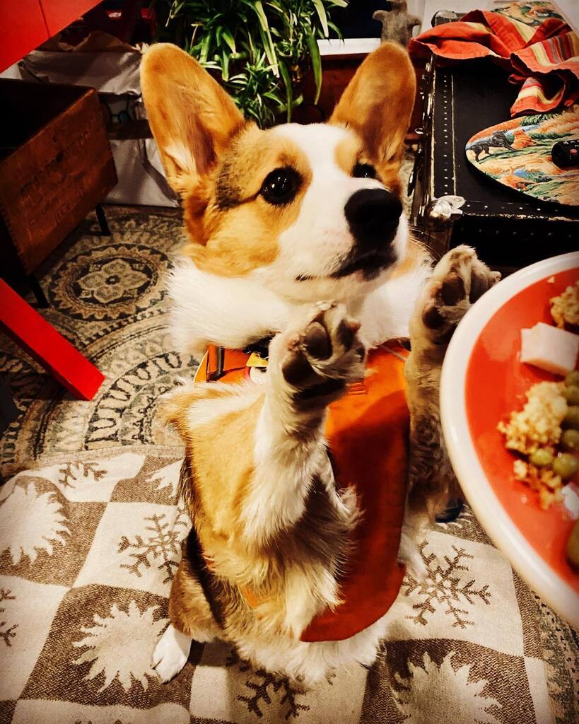 CorgMarshall's tweet image. I. Love. Leftovers. instagr.am/p/Cldb2pVOZbR/