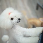 ツイートに含まれる画像