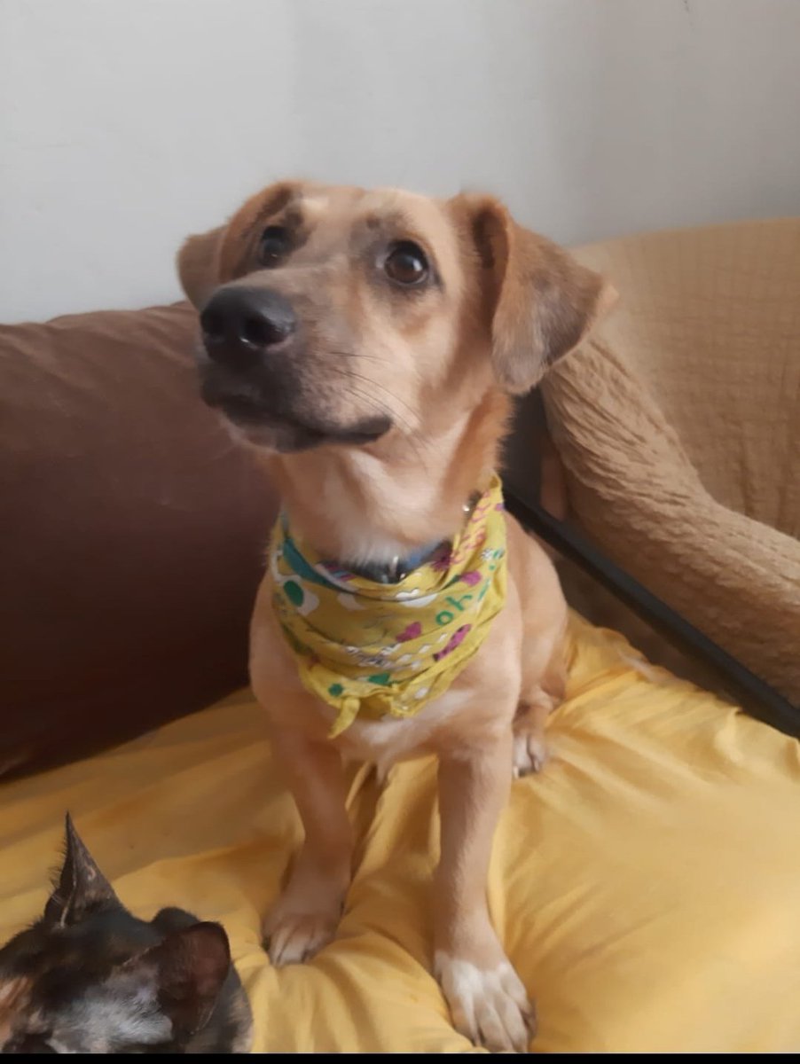 cattingwoman's tweet photo. Izmir/İstanbul 
Barinağa büyük köpeklerin arasına atılmıştı.
Görür görmez çıkardık.
1 senedir yuva arıyoruz.
Kedilerle bile dost, harika bir canlı oldu 1 sene içinde. 
Tuvalet egitimi var. 
Imkanı olan sahiplense de ben de yeni köpekler kurtarabilsem. https://t.co/raOywiywjI
