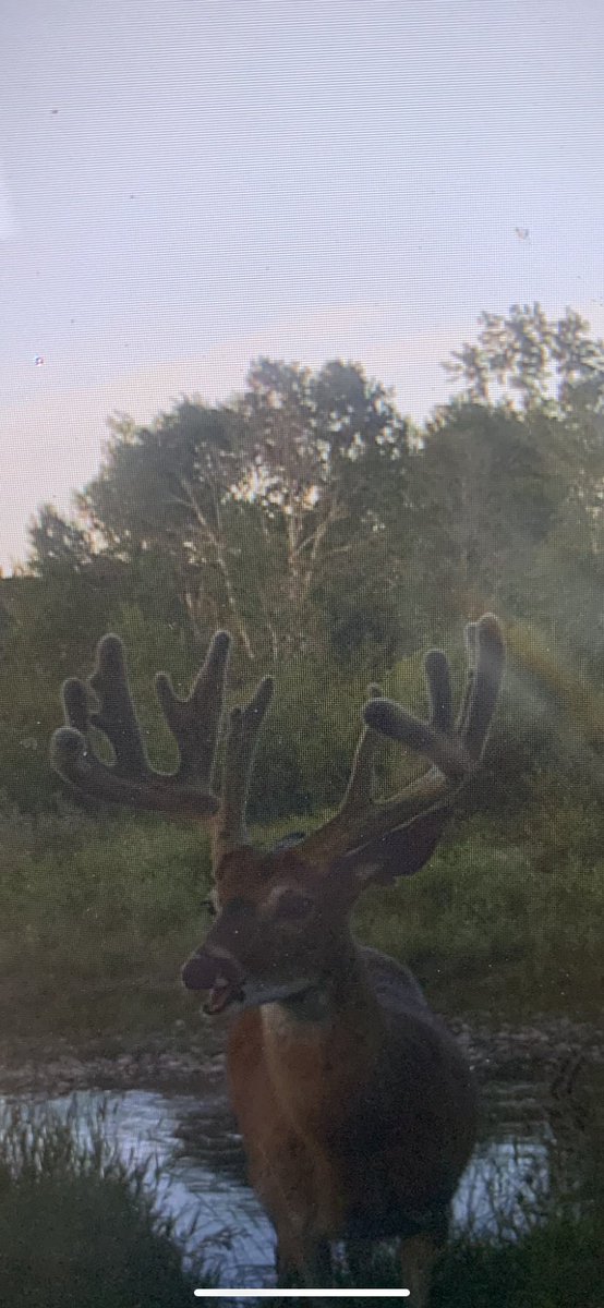 Jason wipf tweet media