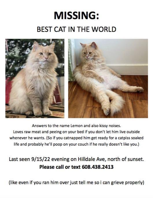 pavedwithhearts's tweet image. If you’re in/near #WestHollywood please keep an eye out for this #lostkitty who was last seen 9/15/22. I am not the owner; I am just boosting the signal.  #FindLemon